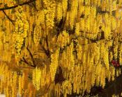 斯坦利 斯宾塞 : Laburnum